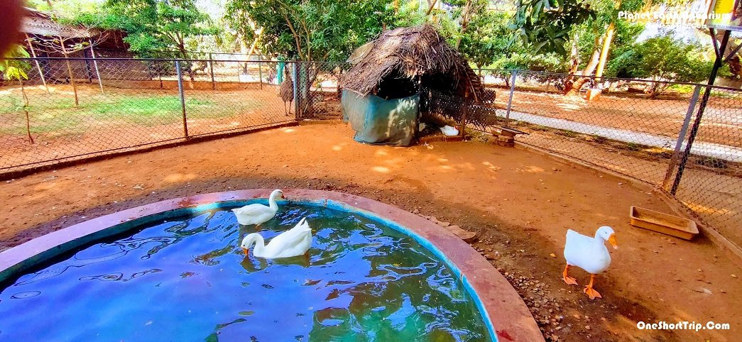 Planet Earth Aquarium Mysuru animals