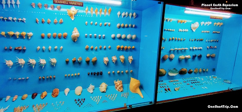 Planet Earth Aquarium - Shells