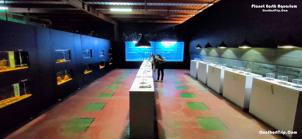Aquarium fish display at Planet Earth Aquarium Mysuru