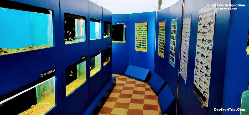 Fish aquarium exhibit at Planet Earth Aquarium Mysuru