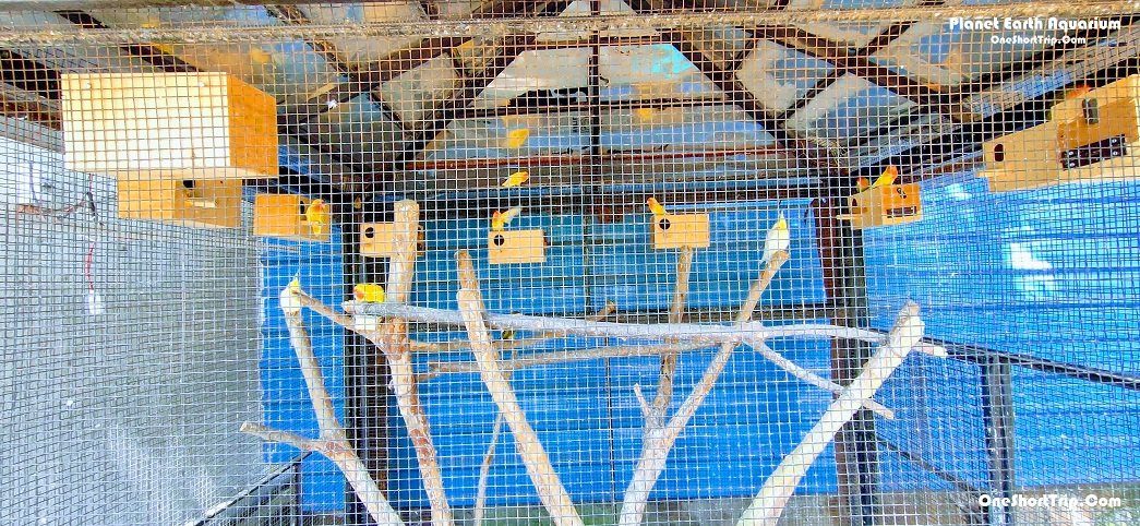 Birds and small animals at Planet Earth Aquarium Mysuru