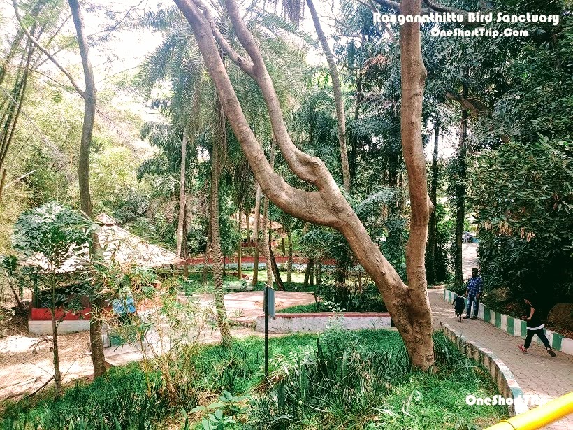 Ranganathittu Bird paradise Path