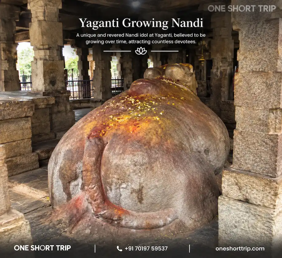 Growing Nandi at Yaganti Uma Maheswara Swamy Temple