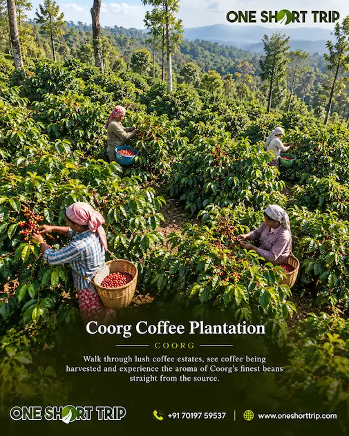 Coffee plants and spices at a plantation in Coorg
