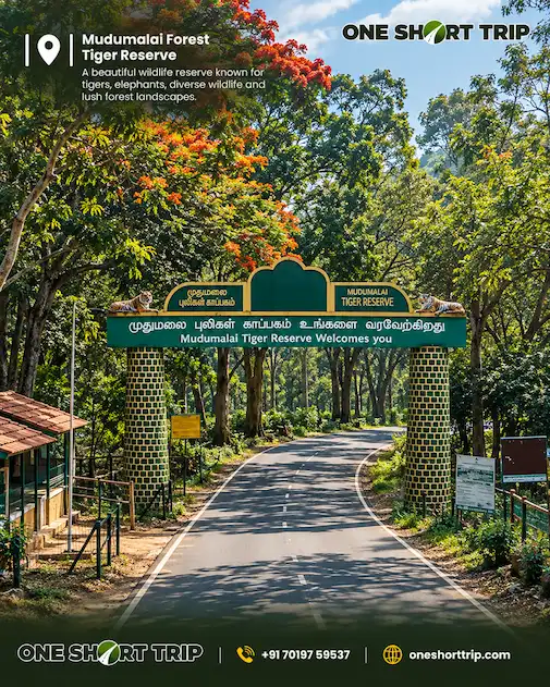 Mudumalai Tiger Reserve on the Bandipur to Ooty forest route
