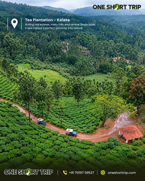 Tea plantation landscape near Kalasa and Kudremukh