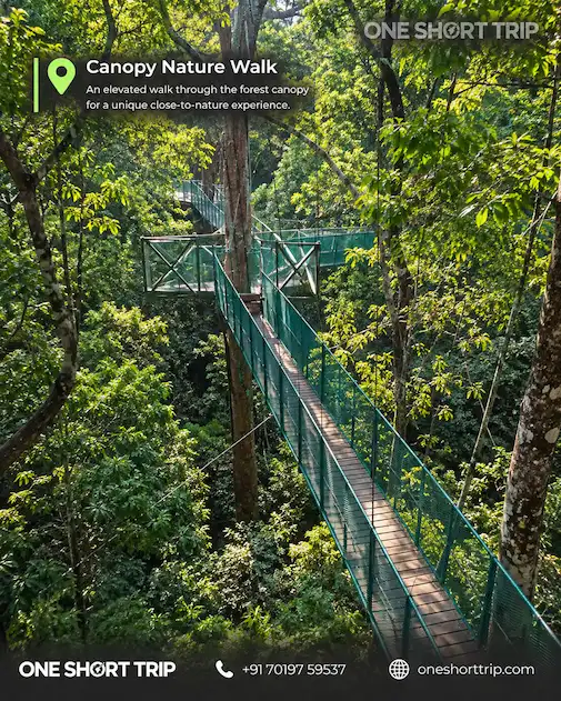 Canopy nature walk through the forest in Dandeli