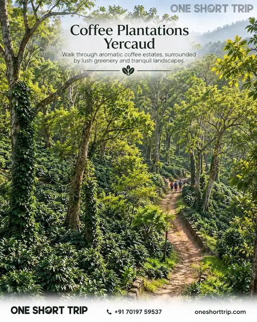 Coffee plantations in Yercaud