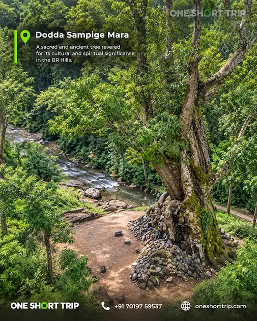 Dodda Sampige Mara in BR Hills