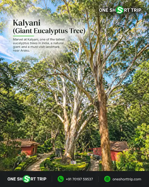 Kalyani Eucalyptus Tree at Horsley Hills