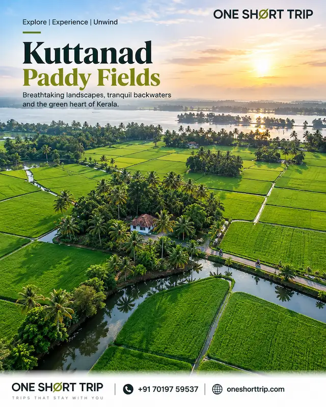 Kuttanad Paddy Fields in Alleppey