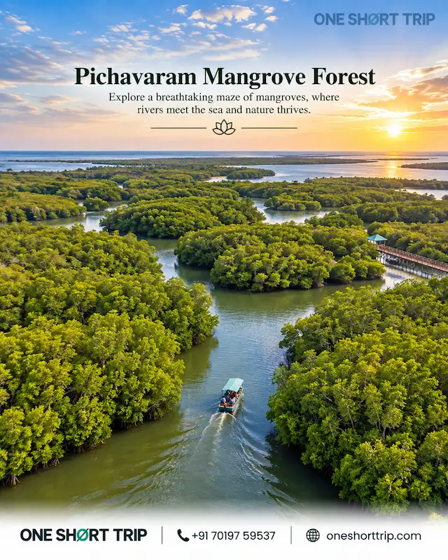Pichavaram Mangrove Forest boating near Chidambaram