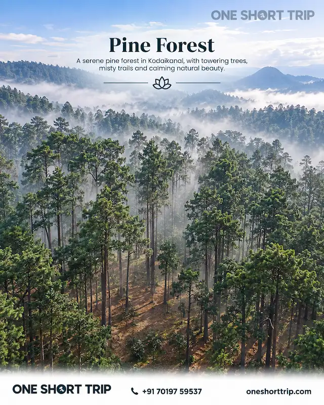 Pine Forest in Kodaikanal on a tour from Bangalore