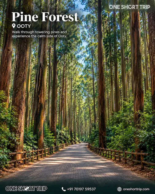 Pine Forest in Ooty on a 2-day tour from Bangalore