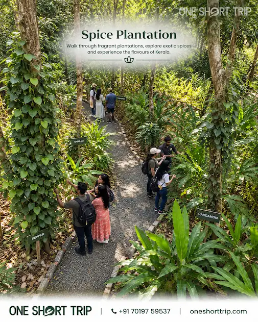 Spice plantation in Thekkady on a Munnar and Thekkady tour from Bangalore