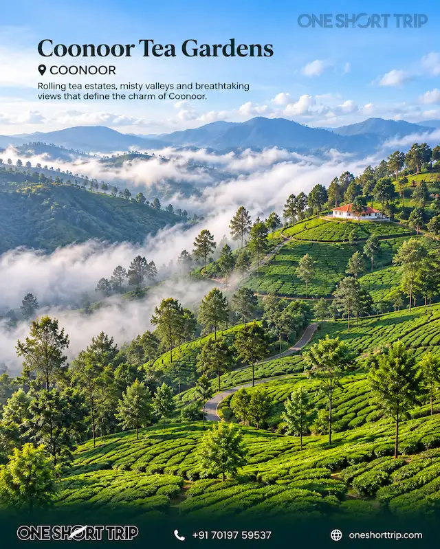 Tea estates in Coonoor on a Nilgiris tour from Bangalore