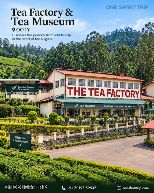 Tea Factory in Ooty on Bandipur Ooty tour from Bangalore