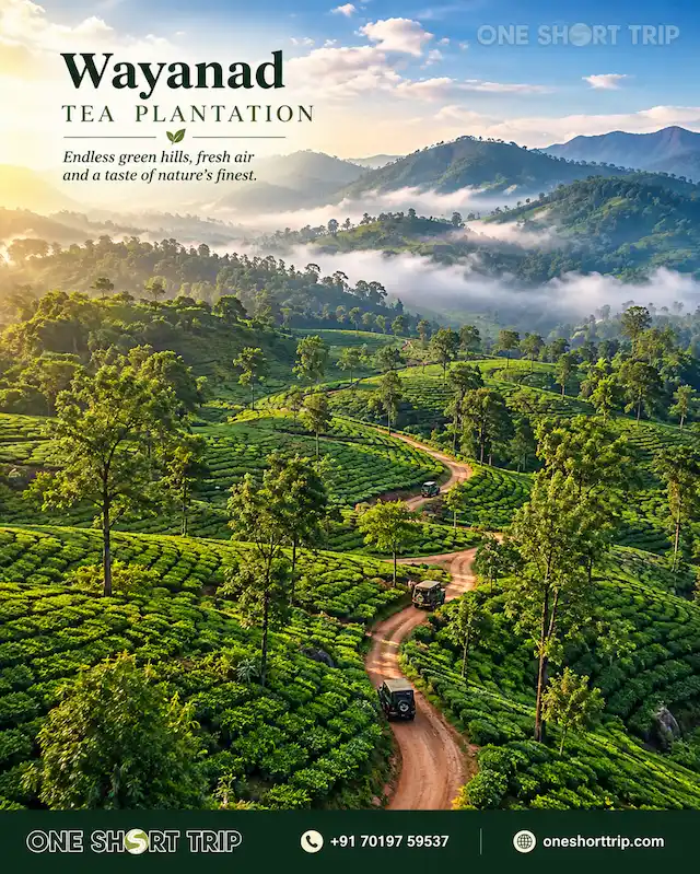Tea plantations and green hills of Wayanad on a tour from Bangalore