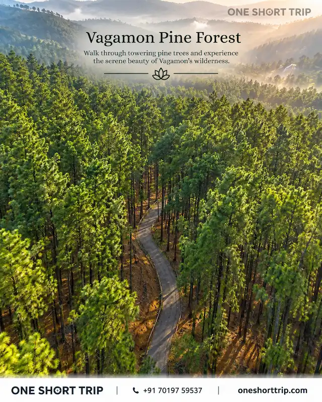 Vagamon Pine Forest on Vagamon tour package from Bangalore
